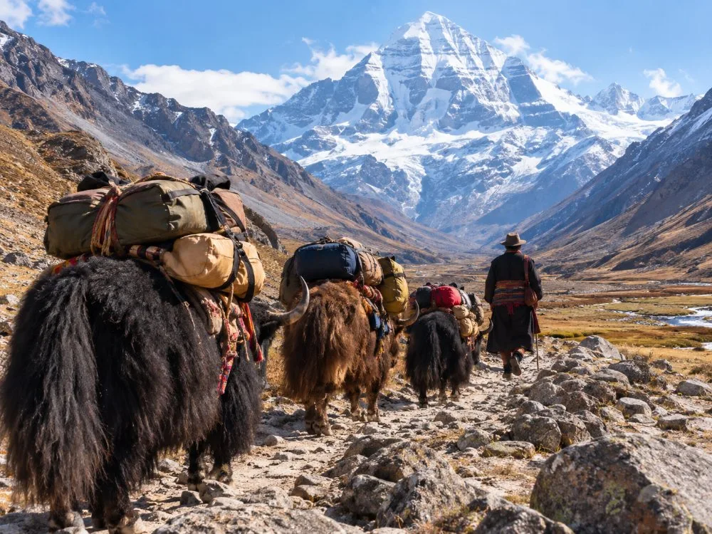 Yaks carrying bags on the kora trail